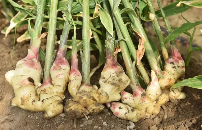 生姜种植环境 生姜种植条件