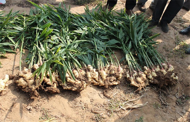生姜种植环境 生姜种植条件