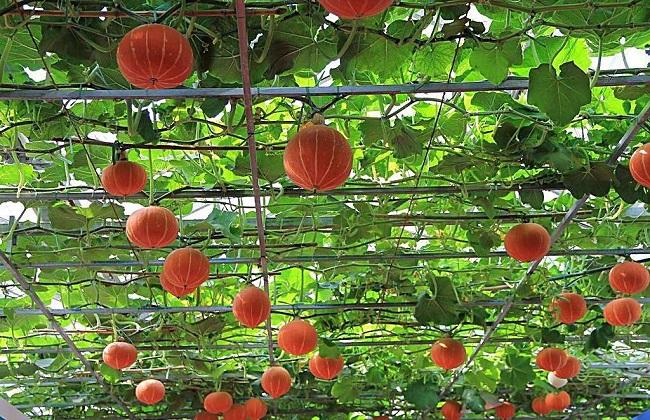 南瓜种植该如何实现高产