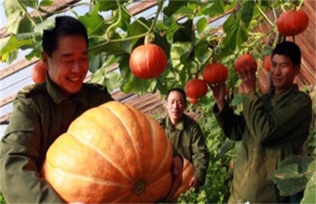 南瓜种植该如何实现高产