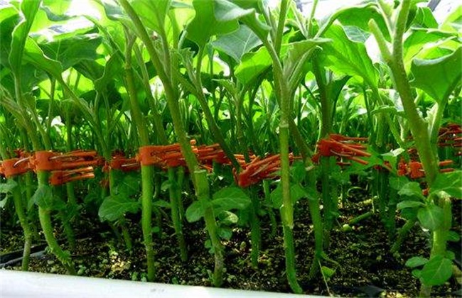 茄子嫁接苗 管理技术