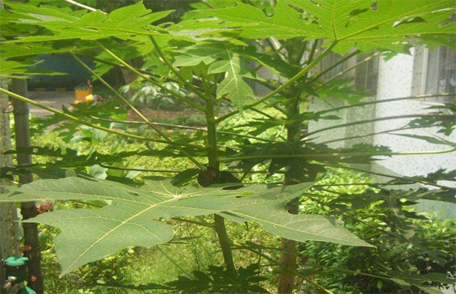木瓜繁殖方法 木瓜繁殖 木瓜