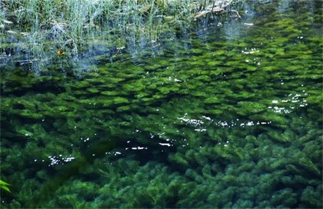 生物增氧