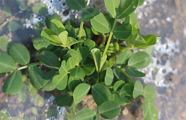 花生踩秧好处 花生踩秧