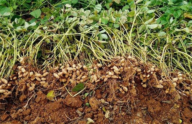 花生踩秧方法 花生如何踩秧