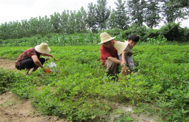 花生踩秧方法 花生如何踩秧
