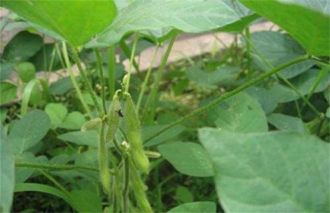 大豆结荚率少怎么办？如何提高大豆结荚率