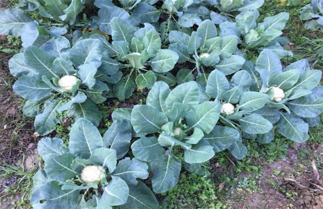 花椰菜种植注意事项