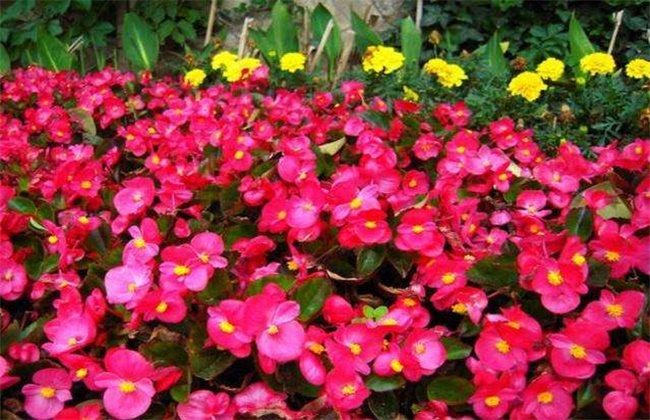 四季海棠怎么养才能开花不断