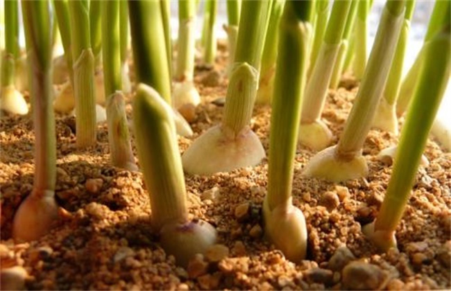 大蒜种植蒜种选择及处理方法