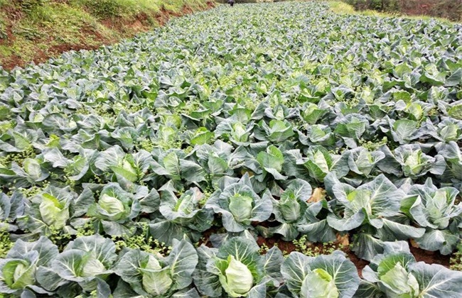 秋季甘蓝种植 露地甘蓝种植