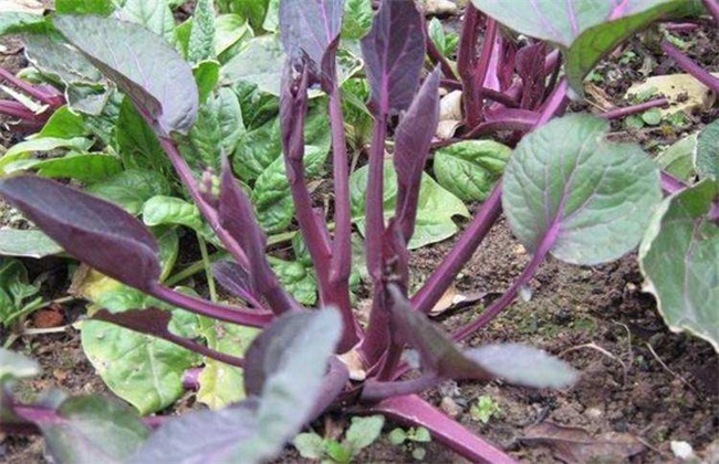 红菜苔不抽薹是什么原因