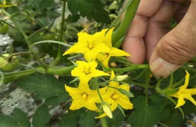 西红柿萼片干尖原因及防治方法