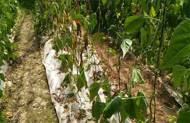 芸豆烂根死棵原因及防治方法