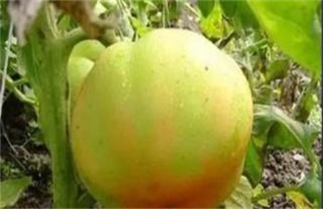 番茄黄皮果原因及预防措施