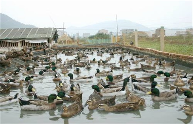 野鸭饲养方法 野鸭饲养