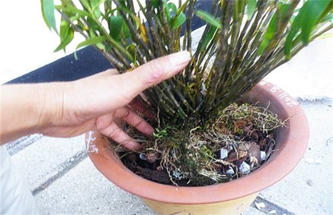 石斛不开花该怎么办