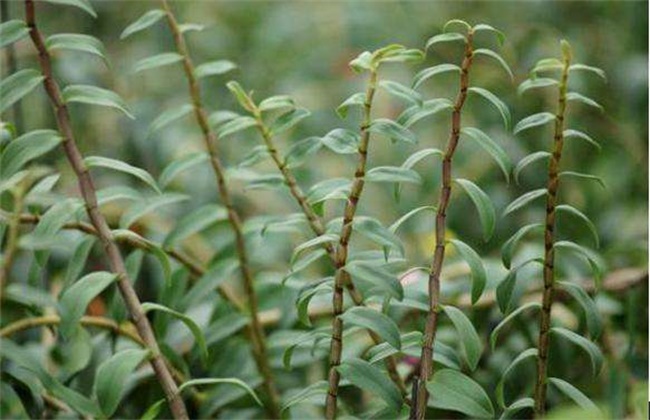 石斛不开花该怎么办