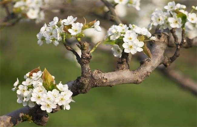 梨树花期管理 梨树花期