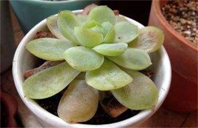 多肉化水原因及解决方法