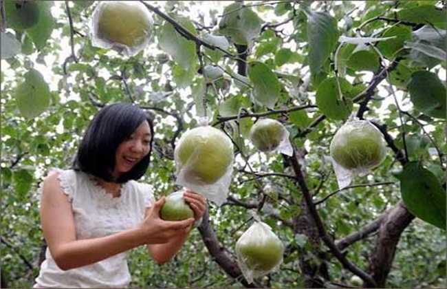 梨树采摘后管理要点