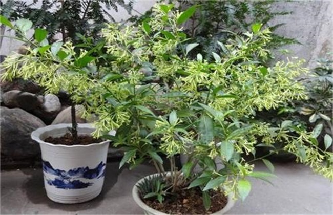 夜兰香的养殖方法和注意事项