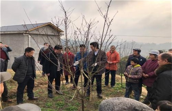 李子要怎么进行修剪