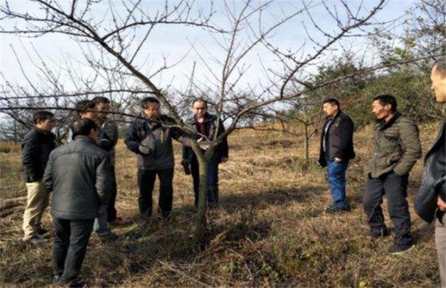 李子要怎么进行修剪