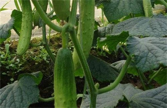 蔬菜发生早衰的原因及防治措施