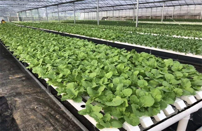 冬季蔬菜育苗注意 冬季育苗