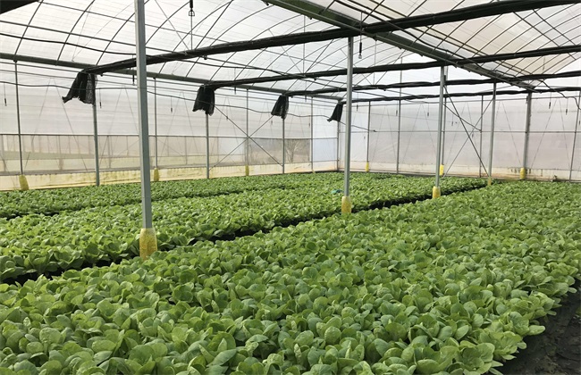 冬季蔬菜育苗注意 冬季育苗
