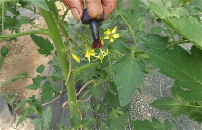 大棚蔬菜蘸花技巧和注意事项