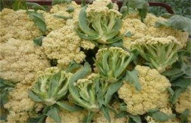 花椰菜散花原因及防治措施