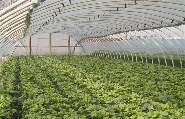 大棚蔬菜施肥 蔬菜施肥误区