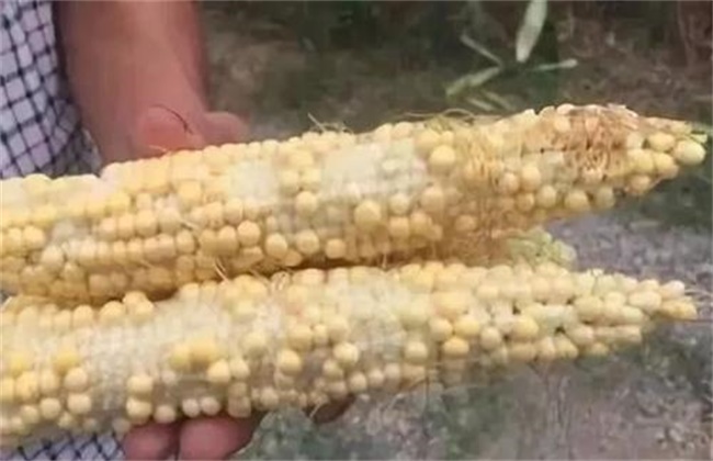 玉米秃尖缺粒原因及预防措施