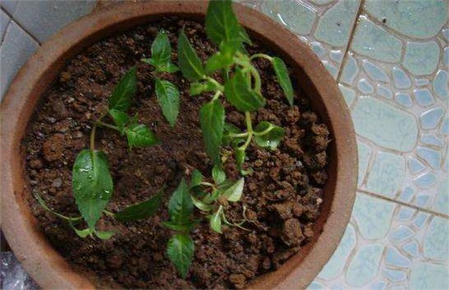 灯笼花繁殖方法 灯笼花繁殖