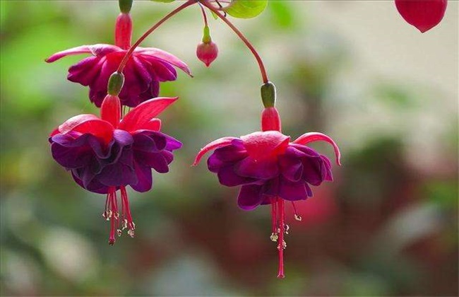 灯笼花繁殖方法 灯笼花繁殖