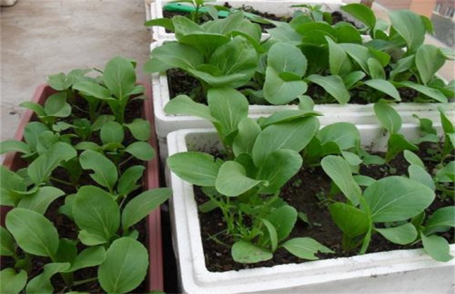 秋冬季该怎么种植小油菜