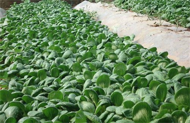 秋冬季该怎么种植小油菜