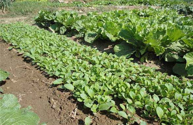 秋冬季该怎么种植小油菜