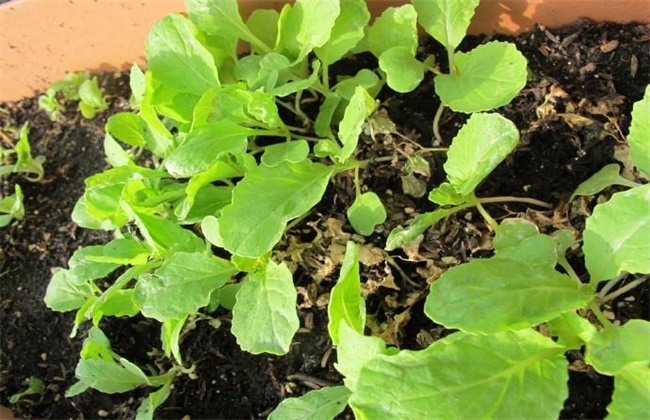 萝卜菜的种植方法