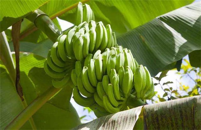 香蕉断蕾后管理 香蕉断蕾