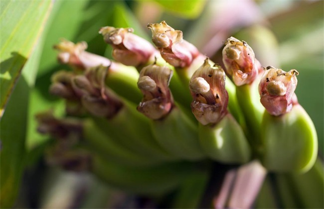 香蕉断蕾后管理 香蕉断蕾