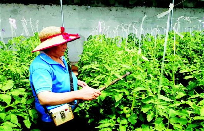 大棚西红柿该怎么授粉