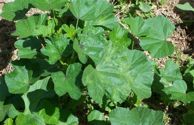冬葵种植时间 冬葵种植方法
