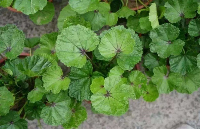 冬葵种植时间 冬葵种植方法