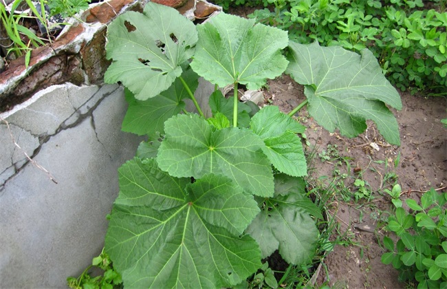 冬葵种植时间 冬葵种植方法