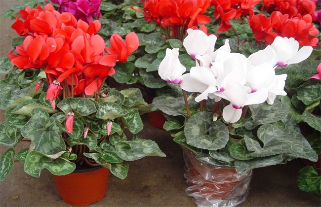 秋冬季节适合养什么花