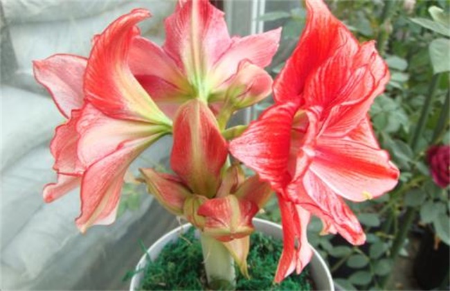 秋冬季节适合养什么花
