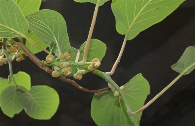 猕猴桃花期前后 管理要点